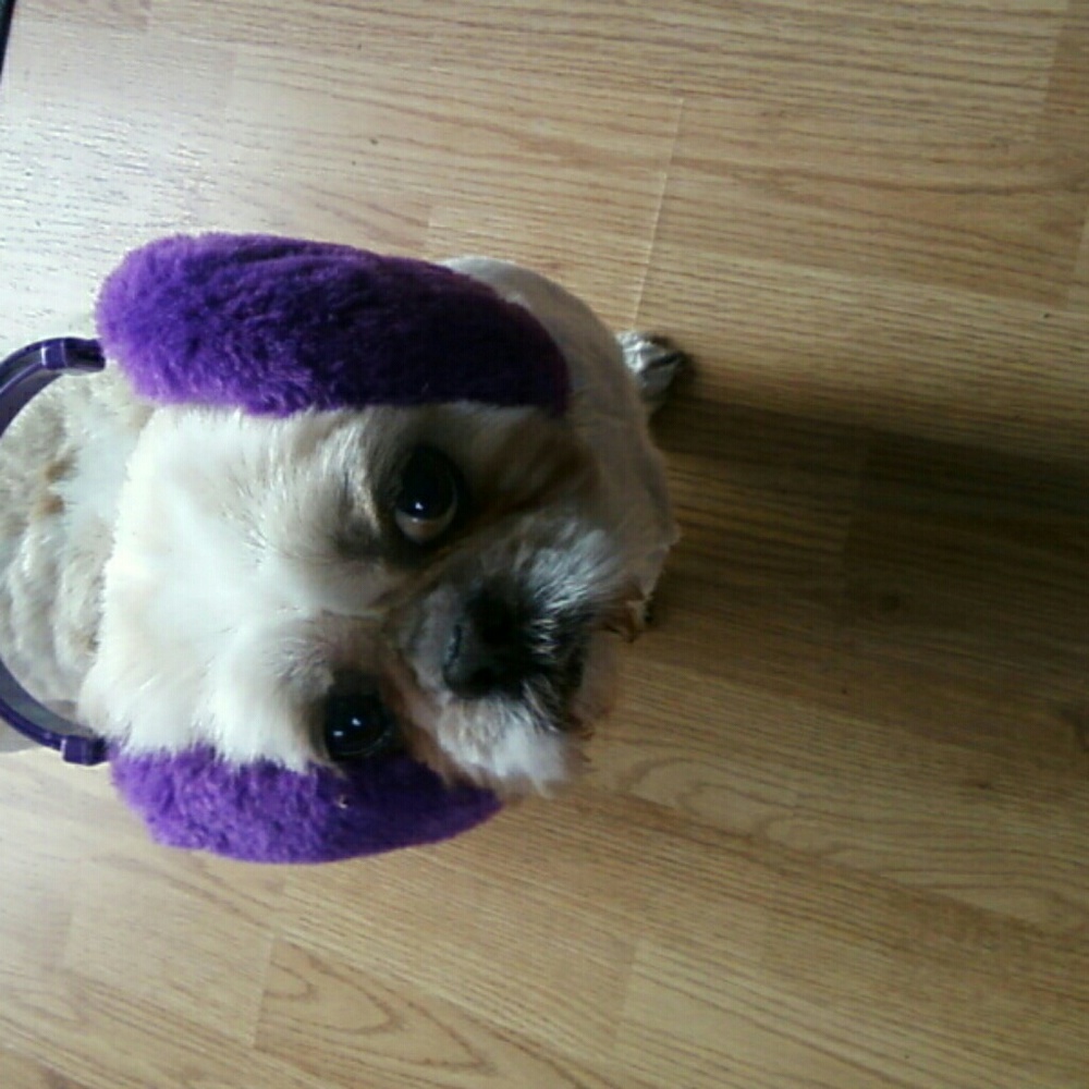 Meet your Posher, Izzy